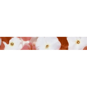 Бордюр НЗКМ Альба Daisy (300х45мм), 28шт в уп.